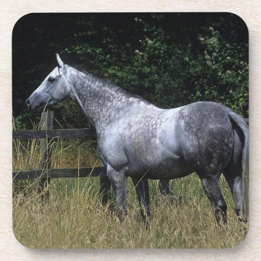 Thoroughbred Horse Standing by Fence Onderzetter (Voorkant)