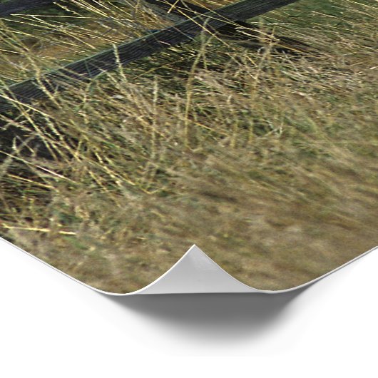 Thoroughbred Horse Standing by Fence Poster (Hoek)