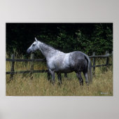 Thoroughbred Horse Standing by Fence Poster (Voorkant)