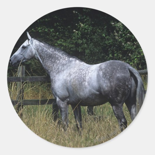 Thoroughbred Horse Standing by Fence Ronde Sticker (Voorkant)