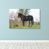 Thoroughbred Horse Standing Canvas Afdruk (Insitu (Houten vloer))