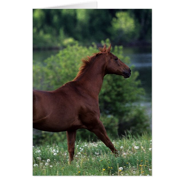Thoroughbred Horse Standing in Flowers (Voorkant)