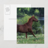 Thoroughbred Horse Standing in Flowers Briefkaart (Voorkant / Achterkant)