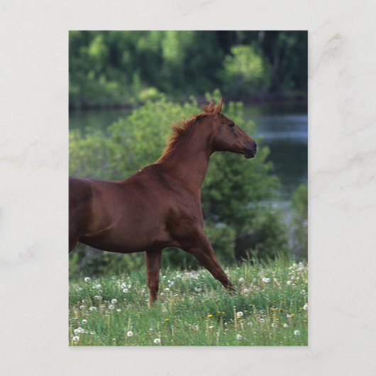 Thoroughbred Horse Standing in Flowers Briefkaart (Voorkant)