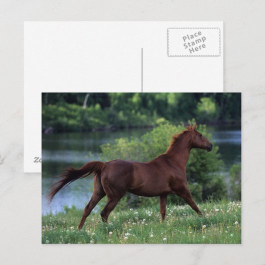 Thoroughbred Horse Standing in Flowers Briefkaart (Voorkant / Achterkant)