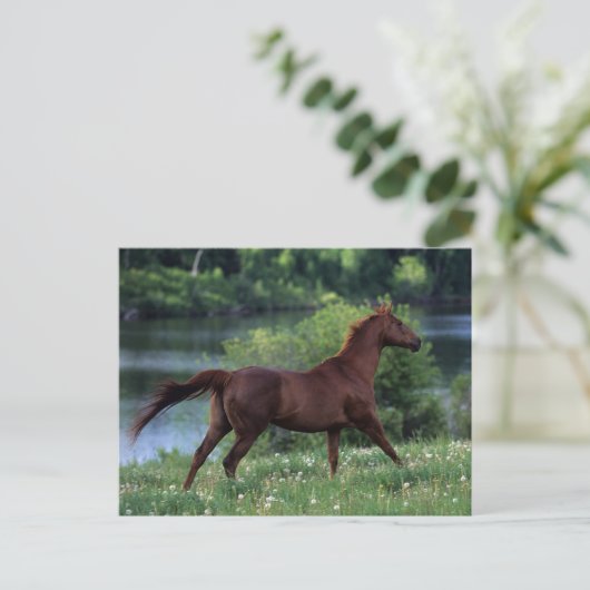 Thoroughbred Horse Standing in Flowers Briefkaart (Staand voorkant)