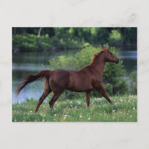 Thoroughbred Horse Standing in Flowers Briefkaart