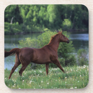 Thoroughbred Horse Standing in Flowers Drankjes Onderzetter