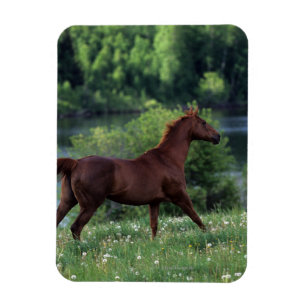 Thoroughbred Horse Standing in Flowers Magneet
