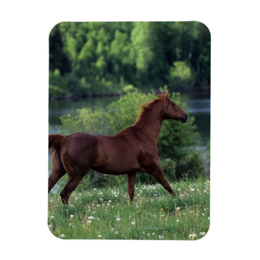 Thoroughbred Horse Standing in Flowers Magneet (Verticaal)