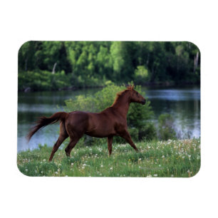 Thoroughbred Horse Standing in Flowers Magneet