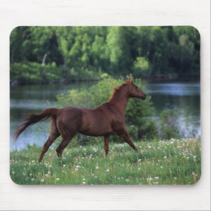 Thoroughbred Horse Standing in Flowers Muismat