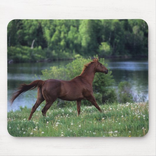 Thoroughbred Horse Standing in Flowers Muismat (Voorkant)