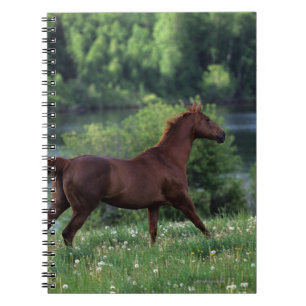 Thoroughbred Horse Standing in Flowers Notitieboek