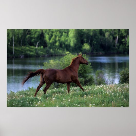 Thoroughbred Horse Standing in Flowers Poster (Voorkant)
