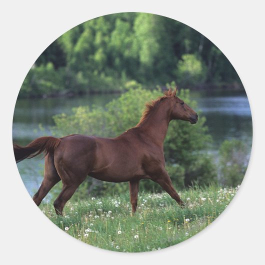 Thoroughbred Horse Standing in Flowers Ronde Sticker (Voorkant)