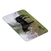 Thoroughbred Horse Standing Magneet (Rechterzijde)