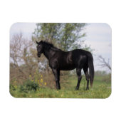 Thoroughbred Horse Standing Magneet (Horizontaal)