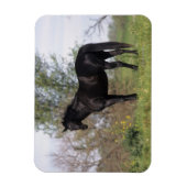 Thoroughbred Horse Standing Magneet (Verticaal)