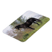 Thoroughbred Horse Standing Magneet (Linkerzijde)