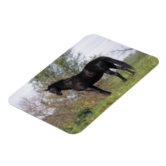 Thoroughbred Horse Standing Magneet (Linkerzijde)