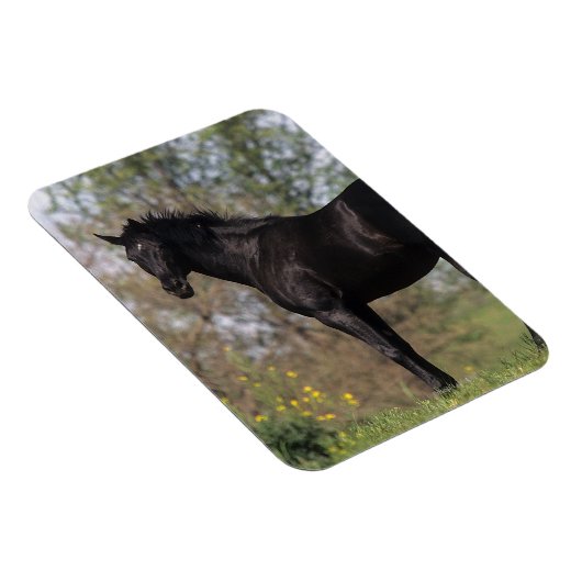Thoroughbred Horse Standing Magneet (Rechterzijde)