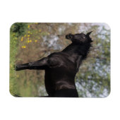 Thoroughbred Horse Standing Magneet (Horizontaal)