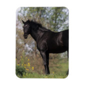 Thoroughbred Horse Standing Magneet (Verticaal)