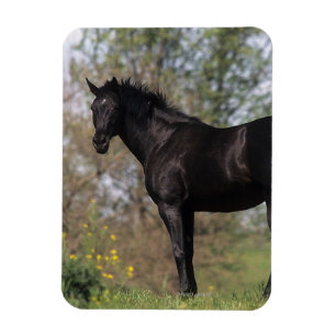 Thoroughbred Horse Standing Magneet