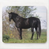 Thoroughbred Horse Standing Muismat (Voorkant)