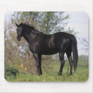Thoroughbred Horse Standing Muismat