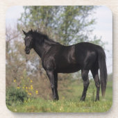 Thoroughbred Horse Standing Onderzetter (Voorkant)