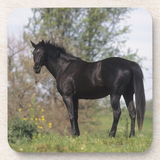 Thoroughbred Horse Standing Onderzetter (Voorkant)