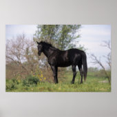 Thoroughbred Horse Standing Poster (Voorkant)