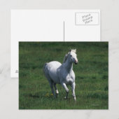 Thoroughbred Mare Briefkaart (Voorkant / Achterkant)