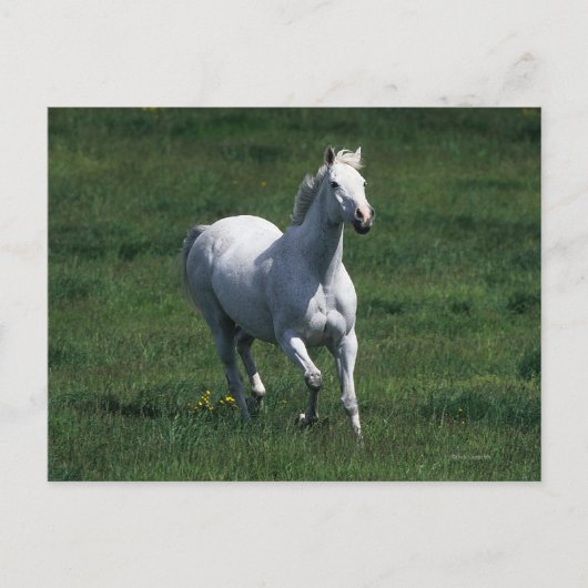 Thoroughbred Mare Briefkaart (Voorkant)