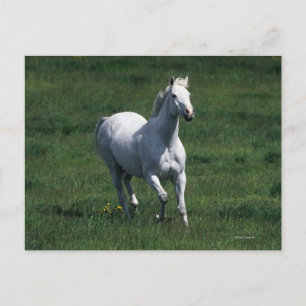 Thoroughbred Mare Briefkaart