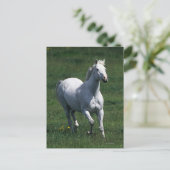 Thoroughbred Mare Briefkaart (Staand voorkant)