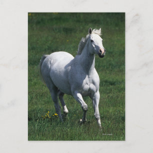 Thoroughbred Mare Briefkaart