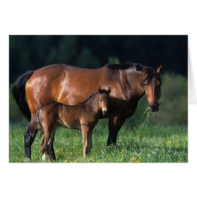 Thoroughbred Mare & Foal 1 (Voorkant Horizontaal)