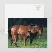 Thoroughbred Mare & Foal 1 Briefkaart (Voorkant / Achterkant)