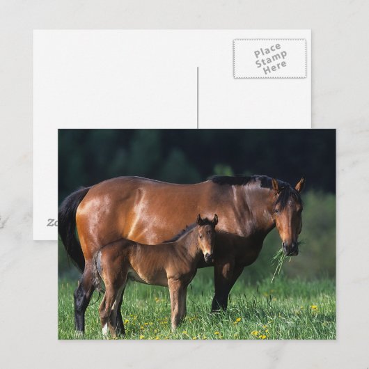 Thoroughbred Mare & Foal 1 Briefkaart (Voorkant / Achterkant)
