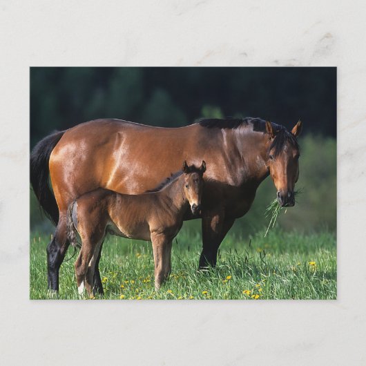 Thoroughbred Mare & Foal 1 Briefkaart (Voorkant)