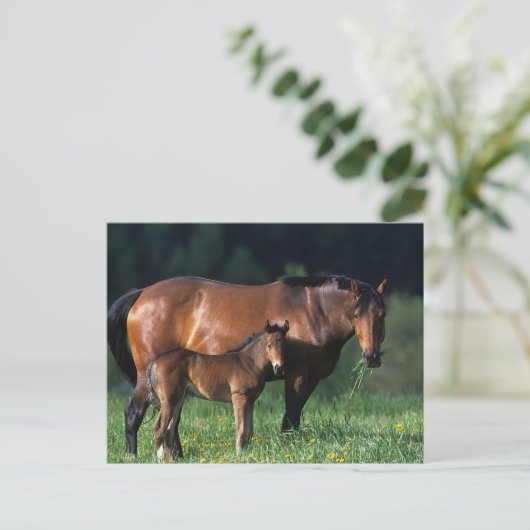 Thoroughbred Mare & Foal 1 Briefkaart (Staand voorkant)