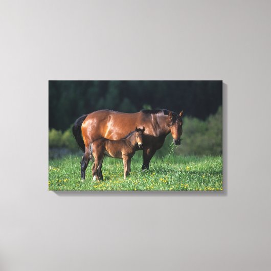 Thoroughbred Mare & Foal 1 Canvas Afdruk (Voorkant)