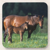Thoroughbred Mare & Foal 1 Drankjes Onderzetter (Voorkant)