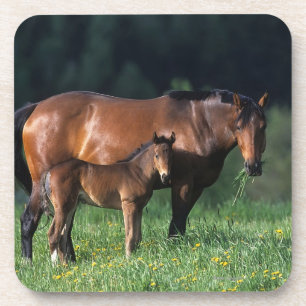 Thoroughbred Mare & Foal 1 Drankjes Onderzetter