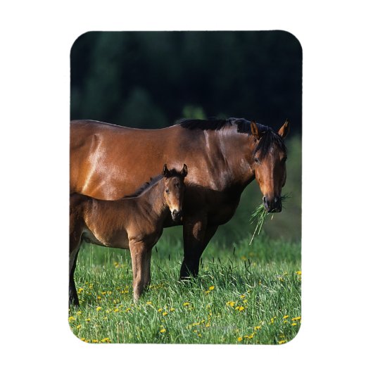Thoroughbred Mare & Foal 1 Magneet (Verticaal)