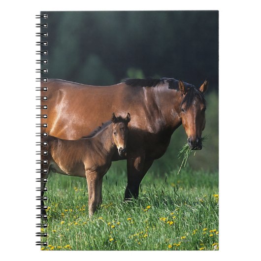 Thoroughbred Mare & Foal 1 Notitieboek (Voorkant)