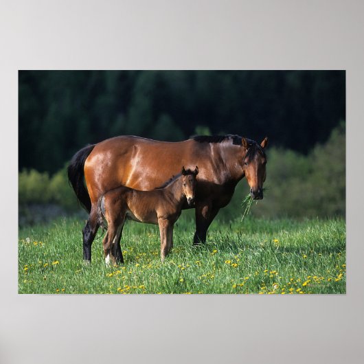 Thoroughbred Mare & Foal 1 Poster (Voorkant)